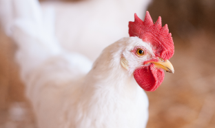 Infección por Escherichia coli